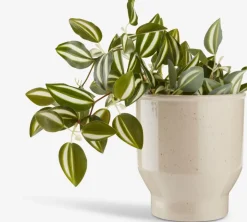 ASGAR Kunstige Planter|Kunstig plante H24cm